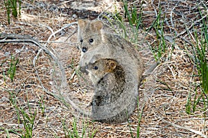 Quokka - Rottnest Island - Australia