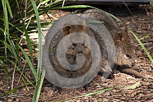 Quokka`s or short-tailed scrub wallaby in bush land