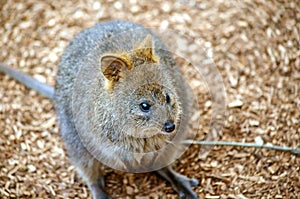 Quokka (Setonix brachyurus), a cute, small Australian kangaroo