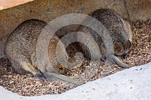 Quokka Setonix brachyurus sleeping family
