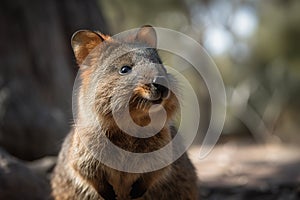 Quokka These small adorable marsupials .Generative AI