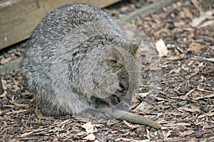 The quokka is a small brownand grey marsupial with a cute face