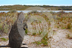 Quokka a small kangaroo living on Rottnest Island near Perth, Western Australia