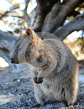 A Quokka into the wild. Rottnest Island. Western Australia. Australia