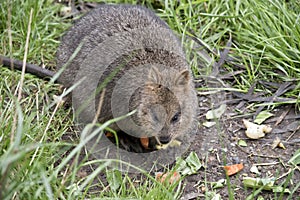 Quokkas are found at Rottnest Island