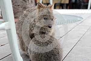 quokkas at rottnest island (australia)