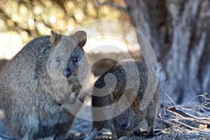 Quokkas. Rottnest Island. Western Australia. Australia