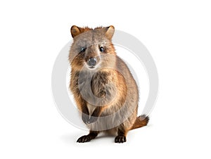 Quokkas are similar to marsupials such as kangaroos and wallabies. Generative AI