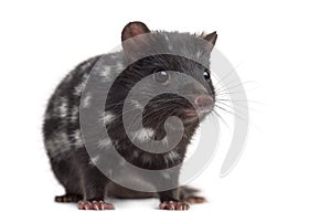 Quoll isolated on white