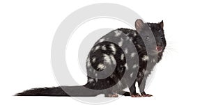 Quoll isolated on white