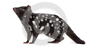 Quoll isolated on white