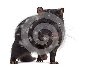 Quoll isolated on white