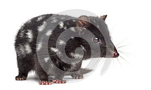 Quoll isolated on white