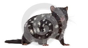 Quoll looking at the camera, isolated on white