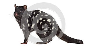 Quoll looking at the camera, isolated on white