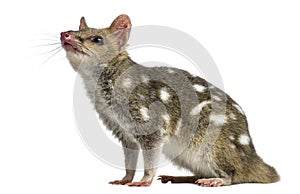 Quoll looking up, isolated on white