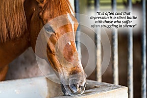quote about - It is often said that depression is a silent battle, with those who suffer often struggling in silence. With a horse photo
