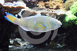 Quoyi parrotfish