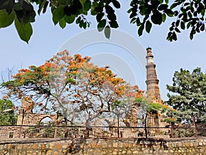 Qutub Minar and red flamboyant flowers Delhi