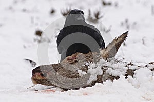 Raaf, Common Raven, Corvus corax