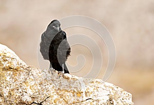 Raaf, Common Raven, Corvus corax