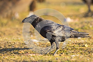 Raaf, Common Raven, Corvus corax canariensis