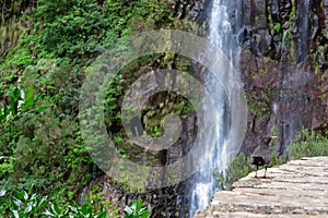 Rabacal - Black great trust bird sitting on wall looking at majestic waterfall cascada Risco along idyllic Levada walk