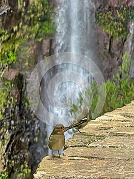 Rabacal - Madeiran chaffinch bird sitting on wall looking at majestic waterfall Cascata Risco along idyllic Levada walk 25 Fontes