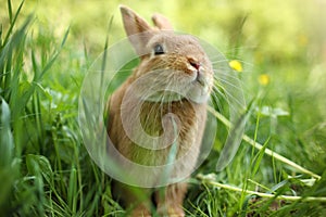 Rabbit photo