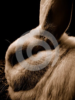 Rabbit photo