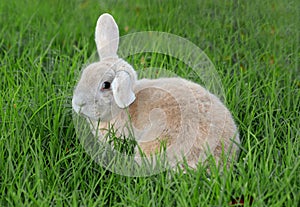 Lop-eared rabbit in green grass photo
