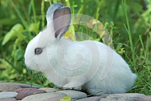 Rabbit