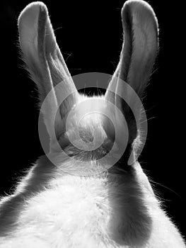 Rabbit photo