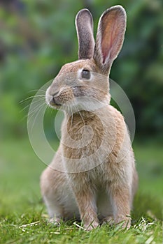 Rabbit photo