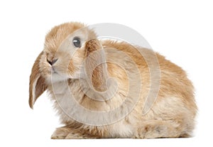 Rabbit against white background