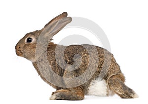 Rabbit against white background