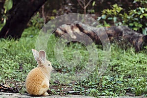 rabbit animal. Mammals with long ears and bushy fur