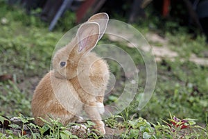 rabbit animal. Mammals with long ears and bushy fur