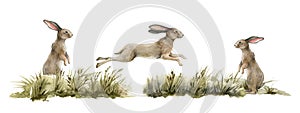 Rabbit animal natural set. Watercolor illustration. Cute bunny jump and stand in the grass on white background. Rabbits
