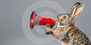 Rabbit announcing using megaphone. Notifying, warning, announcement photo