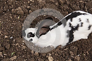 Rabbit as domestic animal