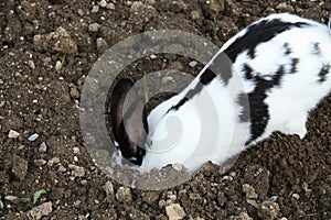 Rabbit as domestic animal