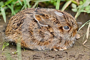 Rabbit Baby Bunny