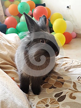Rabbit and ballons