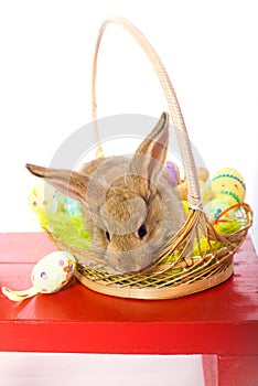 Rabbit in basket easter eggs
