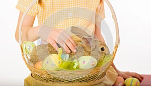 Rabbit in basket easter eggs