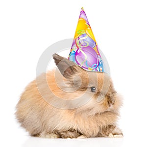 Rabbit in birthday hat l looking at camera. isolated on white ba