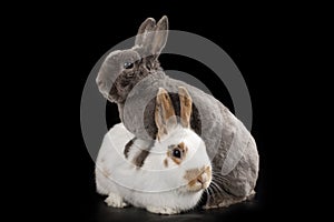 Rabbit on black isolated background