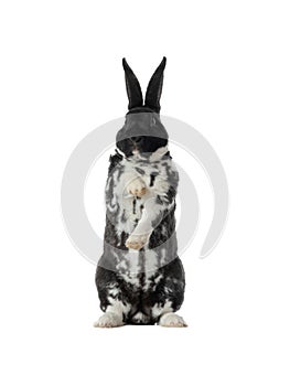 Rabbit black and white isolated on white