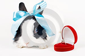 Rabbit with blue ribbon and Wedding ring in case i